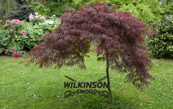 Expert Pruning Advice: How and When to Prune Your Acer Trees
