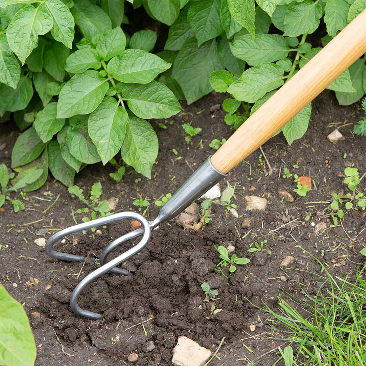 Stainless Steel 3-Prong Cultivator